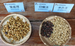 最高分咖啡莊園推薦 嘉義梅山龍眼村咖啡種植條件咖啡豆處理法