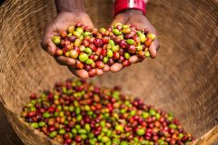 埃塞俄比亞日曬西達摩與耶加雪啡咖啡G1風味區別鄧比屋多/果波塔