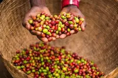 埃塞俄比亞日曬西達摩與耶加雪啡咖啡G1風味區別鄧比屋多/果波塔