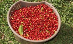蘇門答臘迦佑產區咖啡豆風味特點烘焙程度 咖啡豆階段味道描述
