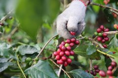 星巴克東帝汶單一產地咖啡提姆Timor故事 提姆咖啡豆是季節性的嗎