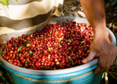 哥斯大黎加布蘭卡里瓦斯人處理場寶藏莊園咖啡豆處理法咖啡風味