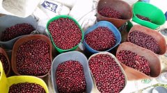 坦尚尼亞咖啡與哥斯大黎加咖啡小圓豆比較 坦尚尼亞圓豆口感描述