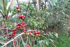peaberry是什麼咖啡怎麼樣 坦桑尼亞peaberry咖啡怎麼烘焙密度