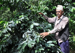 印尼寧靜湖莊園咖啡豆種植條件 印尼咖啡豆處理方法的優點是什麼