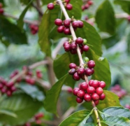 谷泉咖啡莊園故事介紹 谷泉咖啡種植過程與心得體會分享