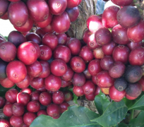自有農地Vipula咖啡豆怎麼樣 中深烘焙阿拉比卡咖啡風味介紹