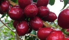 馬拉卡杜拉maracaturra咖啡品種介紹尼加拉瓜maracaturra咖啡風味