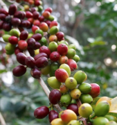 聖徒雲霧莊園產什麼咖啡 哥倫比亞Geisha藝伎莊園水洗咖啡豆風味