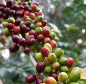 聖徒雲霧莊園產什麼咖啡 哥倫比亞Geisha藝伎莊園水洗咖啡豆風味