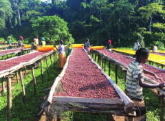 衣索比亞寇克合作社薛洛小農咖啡產量 單一微批次量處理咖啡介紹