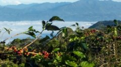 哥斯達黎加La Magnolia咖啡介紹 木蘭花咖啡豆風味口感描述烘焙度