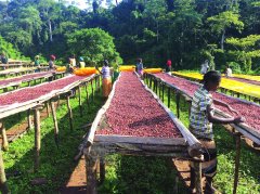 薩爾瓦多咖啡產區聖安娜火山莊園 種植咖啡品種風味描述特點