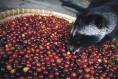 越南咖啡之鼬鼠屎之味 淺談越南咖啡不同溫度咖啡的不同口感風味