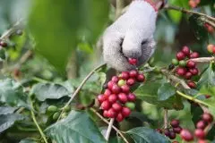 肯尼亞Peaberry咖啡豆生長海拔高度 Peaberry咖啡豆風味口感特點