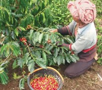 阿拉比卡咖啡豆天然加工 烏干達Gamatui天然有機咖啡杯測風味描述