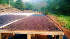 巴西燈塔莊園咖啡故事介紹 燈塔莊園黃波旁咖啡處理方式風味特點