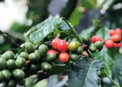 肯尼亞AA TOP加圖雅尼咖啡耕種面積多大 水洗咖啡豆風味如何