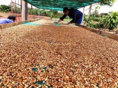 咖啡豆的加工方法步驟 咖啡豆加工櫻桃攝入量發酵/洗滌/乾燥過程