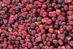宏都拉斯橄欖莊園咖啡故事 花栗鼠單一堤比卡品種水洗處理法味道
