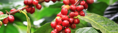 巴西達特拉莊園產什麼咖啡 半水洗處理Daterra濃縮咖啡風味如何