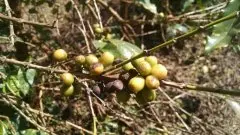 蘇門答臘塔瓦湖咖啡品種風味口感 印尼曼特寧咖啡名字由來特點