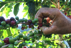 巴西最小咖啡產區聖埃斯皮裏圖特殊雙處理法混合批次咖啡風味描述