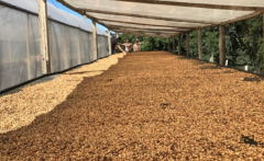 巴西波蘇斯迪卡爾達斯咖啡種植環境介紹 咖啡知名度黃波旁處理法