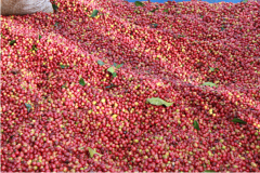 薩爾瓦多Los Posos莊園咖啡  蜜處理中烘焙咖啡豆風味描述價格