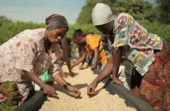 盧安達冠軍水洗場MIG高山波旁咖啡種植採收與處理介紹咖啡豆杯測