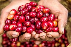 咖啡萃取與那些因素有關 咖啡提取始於咖啡種子或櫻桃有什麼特點