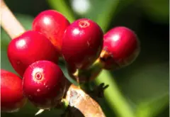 埃塞俄比亞Harrar Longberry咖啡豆香氣描述自然處理咖啡風味特點