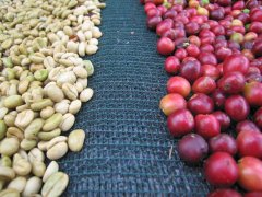 巴西卡莫米納斯富爾納斯農場咖啡介紹 黃波旁自然咖啡豆口感味道