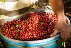 瓜地馬拉小農競標優勝寶石莊園Finca La Joya波旁種咖啡介紹
