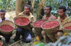舒瑪瓦咖啡園產什麼咖啡 Sumava日曬批次咖啡豆品種風味描述