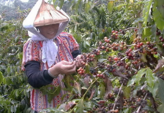 峇里島金塔曼尼蜜處理咖啡口感層次 峇里島巴利優質咖啡產量高嗎