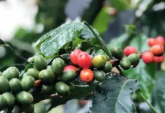 Queiroz Moraes奎羅斯摩瑞斯莊園單品咖啡豆故事介紹咖啡風味
