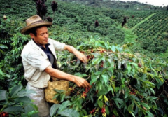 宏都拉斯馬達沙諾莊園產什麼咖啡 咖啡豆產量處理法杯測結果