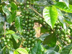 祕魯西北部咖啡產區咖啡豆特點 祕魯公平貿易有機咖啡杯測風味口
