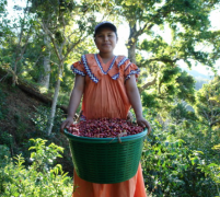 尼加拉瓜媽媽米娜莊園帕卡瑪拉與聖荷西莊園爪哇咖啡豆有何不同