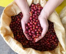 紅櫻桃計劃咖啡豆日曬耶加雪菲莉可處理廠G1咖啡烘焙程度口感風味