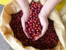 埃塞俄比亞Worka Sakaro咖啡處理廠混合傳家寶咖啡豆水洗風味描述