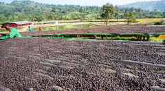 哥倫比亞尖身天然低因波旁咖啡豆產量價格 希望莊園歷史故事