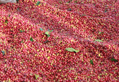 哥倫比亞薇拉產區拉卡系卡莊園咖啡風味咖啡豆杯測報告