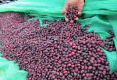 肯尼亞柯妮處理場小圓豆種植條件 柯妮中焙咖啡口感售價多少