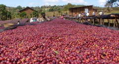 盧安達穆托夫合作社Mutovu Coop咖啡介紹 咖啡豆杯測分數高嗎
