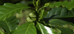 阿拉比卡咖啡豆產地來源於哪裏 阿拉比卡風味濾掛式咖啡風味特點