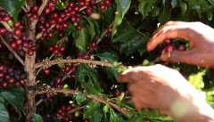 咖啡豆生長的自然條件 咖啡櫻桃採摘方式 咖啡豆採摘後的處理方法