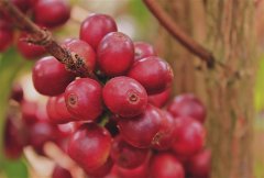 莫桑比克咖啡產區戈龍戈薩山咖啡種植故事 莫桑比克咖啡種植條件