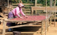 埃塞俄比亞耶加雪啡咖啡產區介紹 科挈爾水洗咖啡豆風味特點口感
